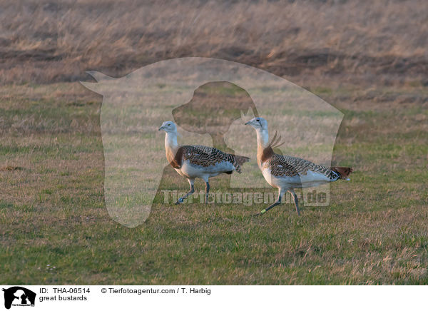 great bustards / THA-06514