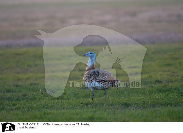Grotrappe / great bustard / THA-06517