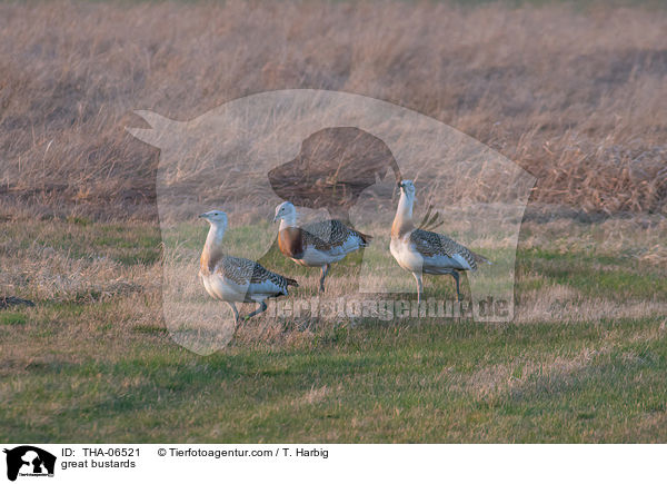 Grotrappen / great bustards / THA-06521