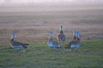 great bustards