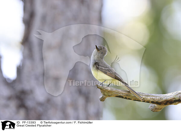 Great Crested Flycatcher / FF-13393