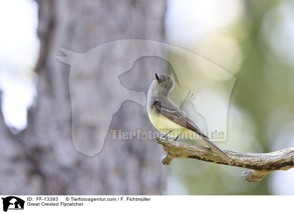 Schnppertyrann / Great Crested Flycatcher / FF-13393