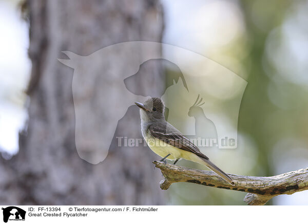 Schnppertyrann / Great Crested Flycatcher / FF-13394