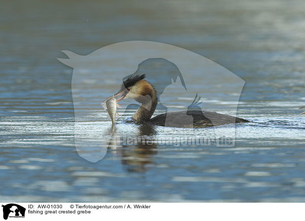 fishing great crested grebe / AW-01030