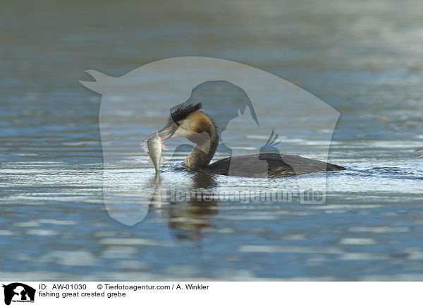 fischender Haubentaucher / fishing great crested grebe / AW-01030