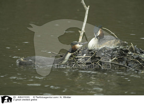 2 Haubentaucher / 2 great crested grebe / AW-01033