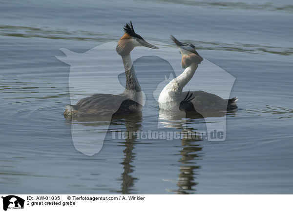 2 Haubentaucher / 2 great crested grebe / AW-01035