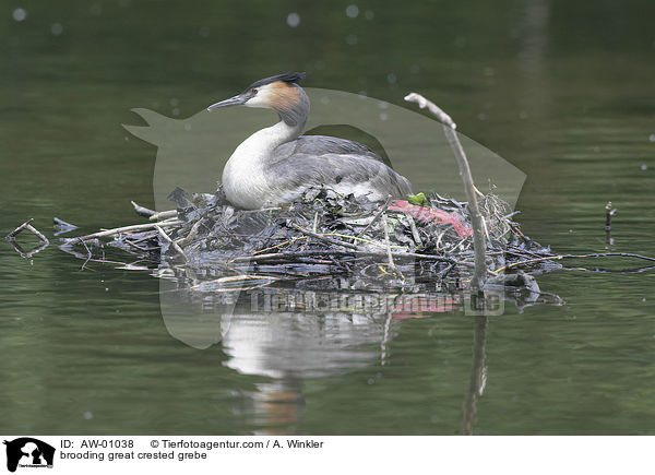 brooding great crested grebe / AW-01038