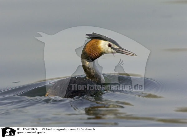 Haubentaucher / great crested grebe / DV-01074