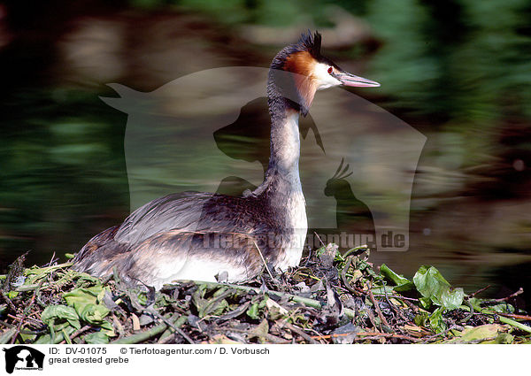 great crested grebe / DV-01075