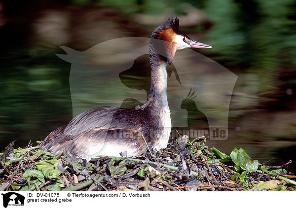 Haubentaucher / great crested grebe / DV-01075