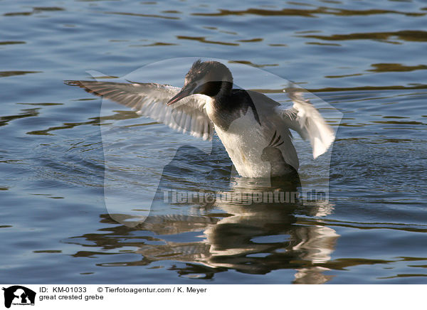 Haubentaucher / great crested grebe / KM-01033