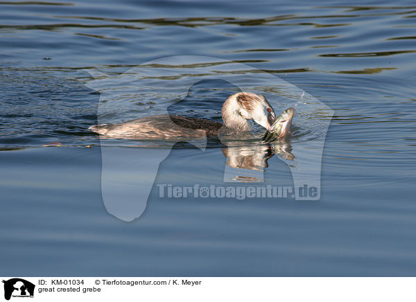 Haubentaucher / great crested grebe / KM-01034