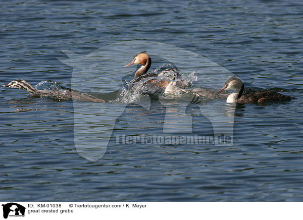 Haubentaucher / great crested grebe / KM-01038