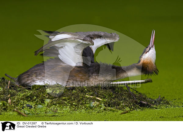 Haubentaucher / Great Crested Grebe / DV-01287