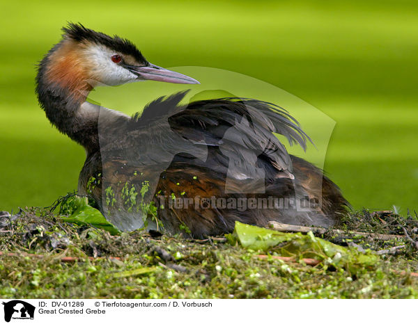 Great Crested Grebe / DV-01289