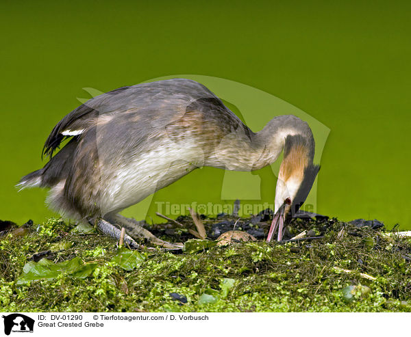 Haubentaucher / Great Crested Grebe / DV-01290