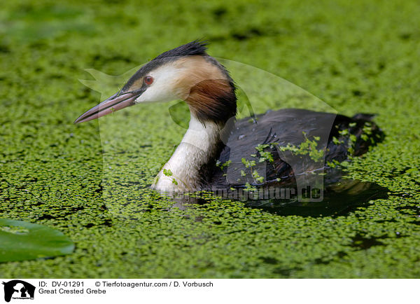 Haubentaucher / Great Crested Grebe / DV-01291