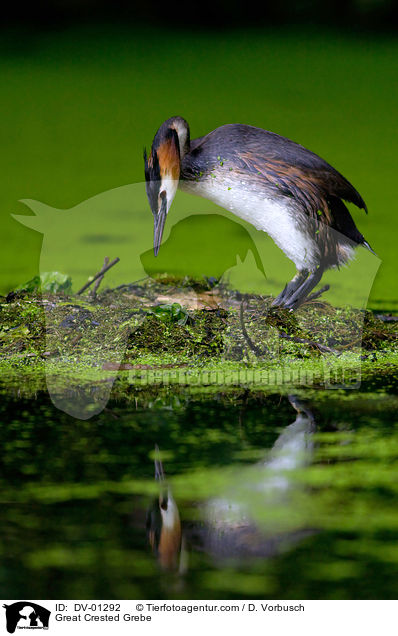 Haubentaucher / Great Crested Grebe / DV-01292