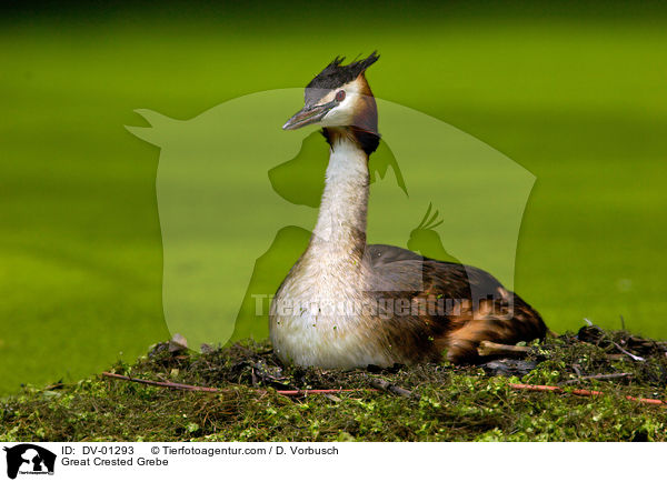 Great Crested Grebe / DV-01293