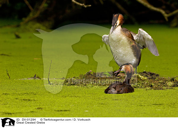 Haubentaucher / Great Crested Grebe / DV-01294