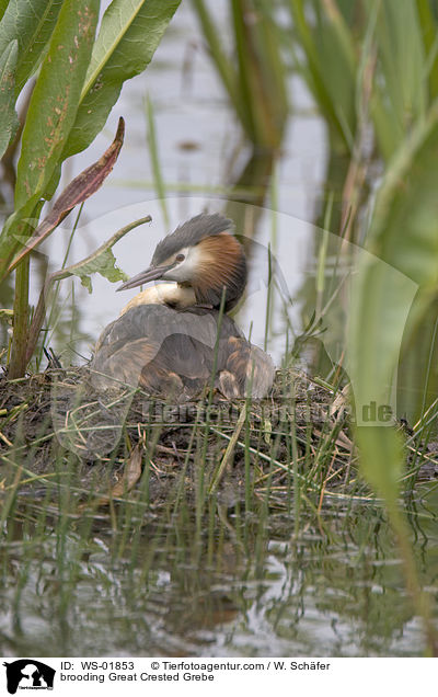 Haubentaucher brtet / brooding Great Crested Grebe / WS-01853