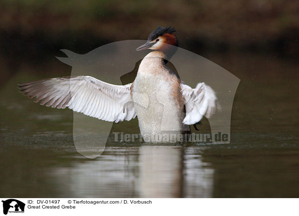 Haubentaucher / Great Crested Grebe / DV-01497