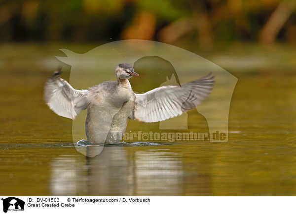 Haubentaucher / Great Crested Grebe / DV-01503