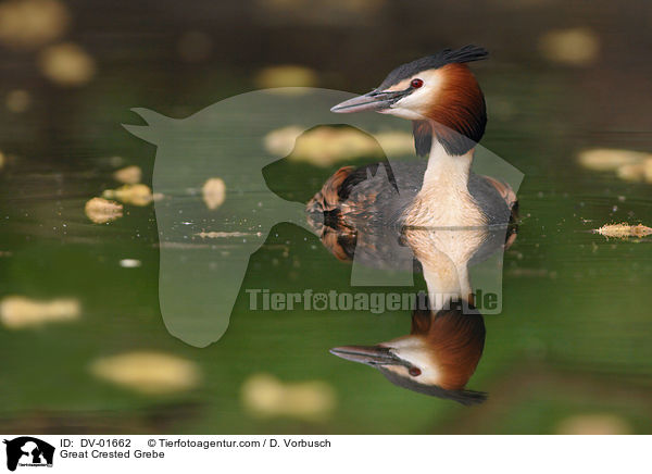 Great Crested Grebe / DV-01662