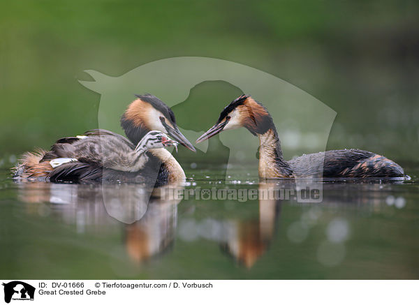 Great Crested Grebe / DV-01666