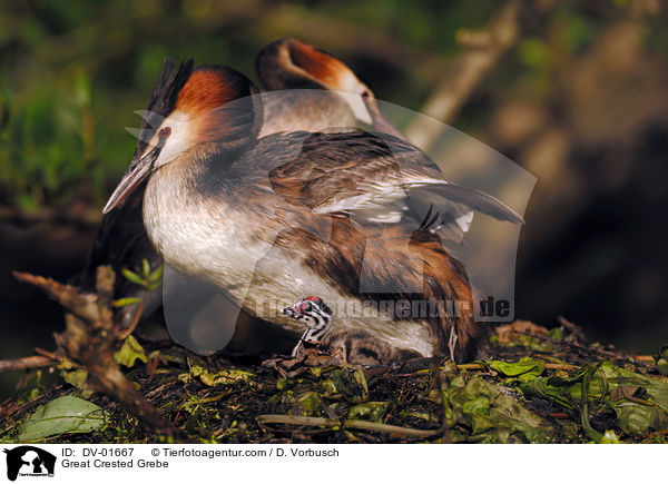 Great Crested Grebe / DV-01667