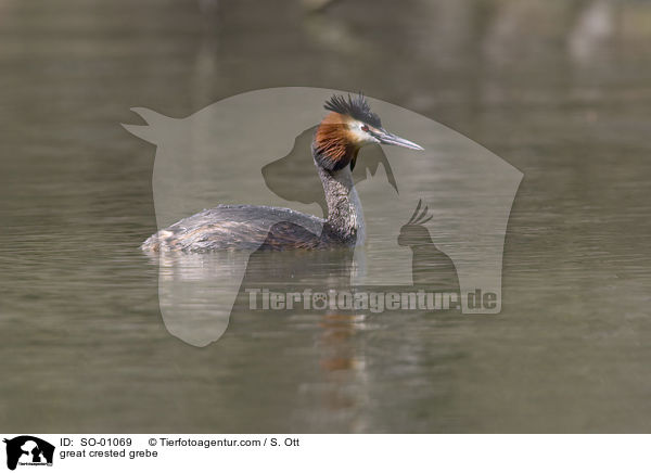 Haubentaucher / great crested grebe / SO-01069