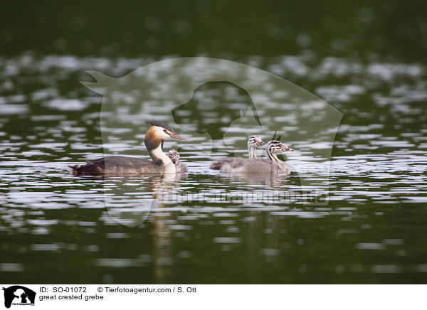 Haubentaucher / great crested grebe / SO-01072