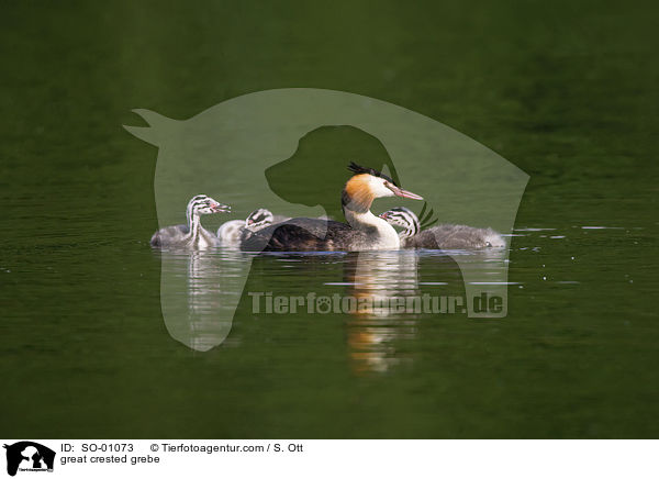 Haubentaucher / great crested grebe / SO-01073