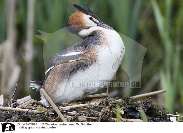 nistender Haubentaucher / nesting great crested grebe / WS-02683
