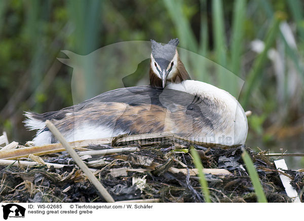nesting great crested grebe / WS-02685