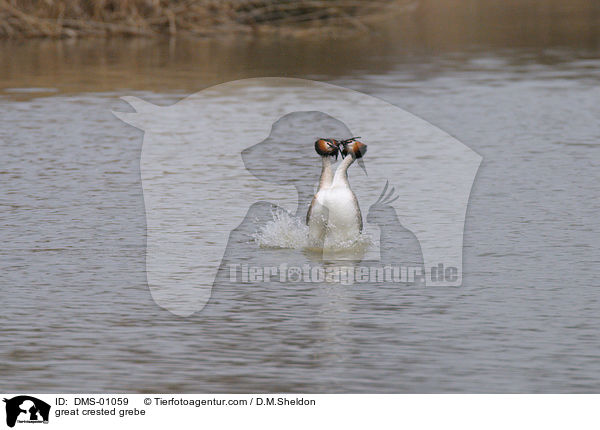 great crested grebe / DMS-01059