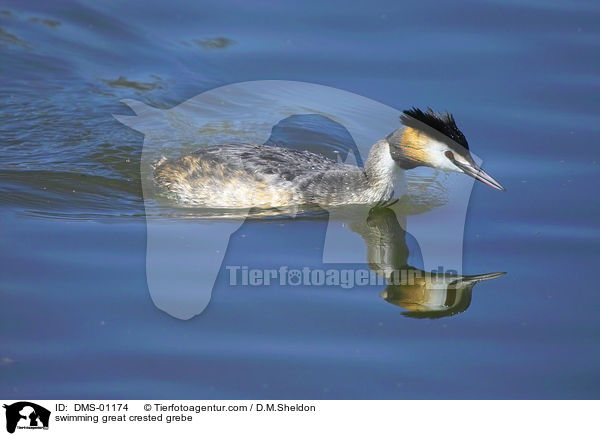 schwimmender Haubentaucher / swimming great crested grebe / DMS-01174