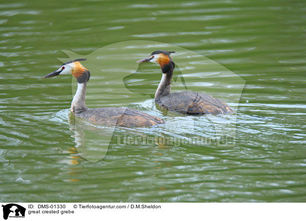 Haubentaucher / great crested grebe / DMS-01330