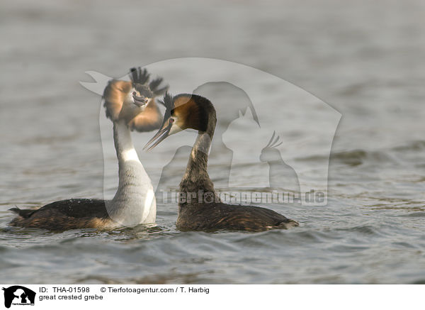 Haubentaucher / great crested grebe / THA-01598