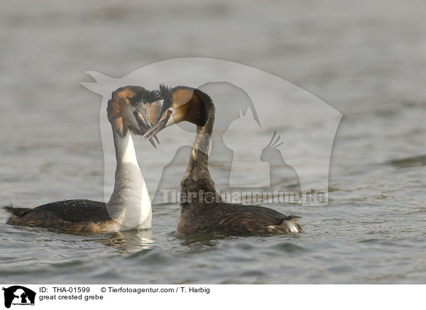 Haubentaucher / great crested grebe / THA-01599