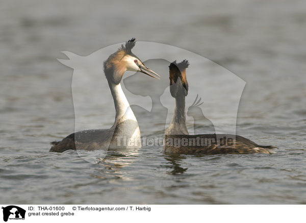 Haubentaucher / great crested grebe / THA-01600