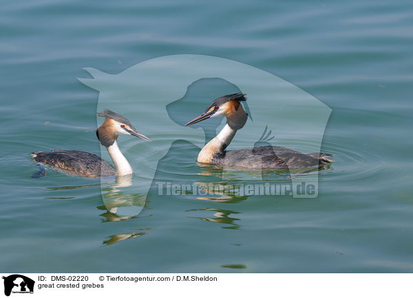 Haubentaucher / great crested grebes / DMS-02220