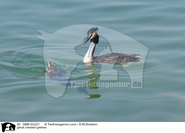 Haubentaucher / great crested grebes / DMS-02221