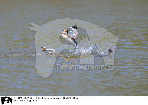 Haubentaucher / great crested grebes / DMS-02226