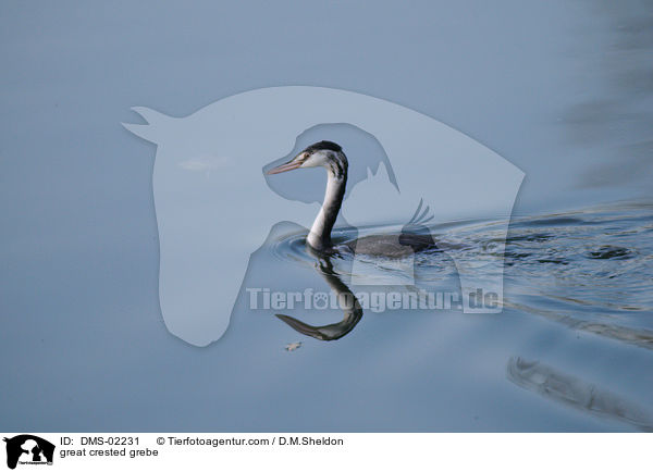 Haubentaucher / great crested grebe / DMS-02231