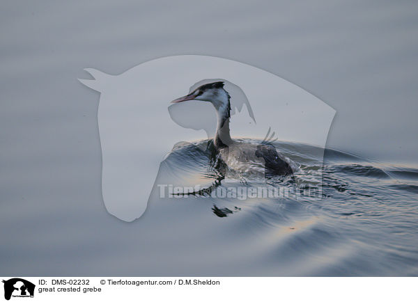 Haubentaucher / great crested grebe / DMS-02232