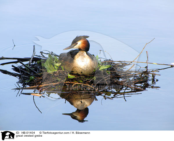 Haubentaucher / great crested grebe / HB-01404