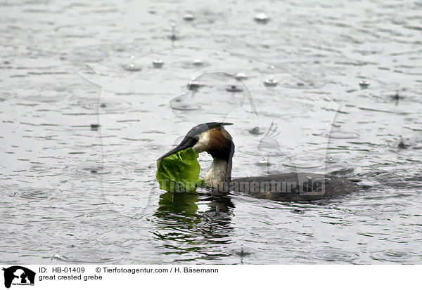 Haubentaucher / great crested grebe / HB-01409