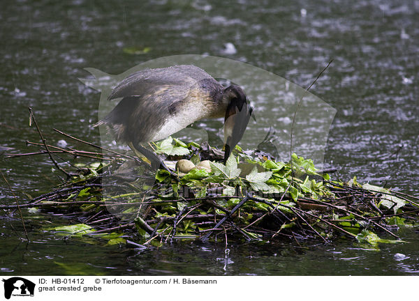 Haubentaucher / great crested grebe / HB-01412